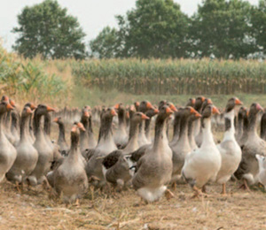 Foies gras de Strasbourg